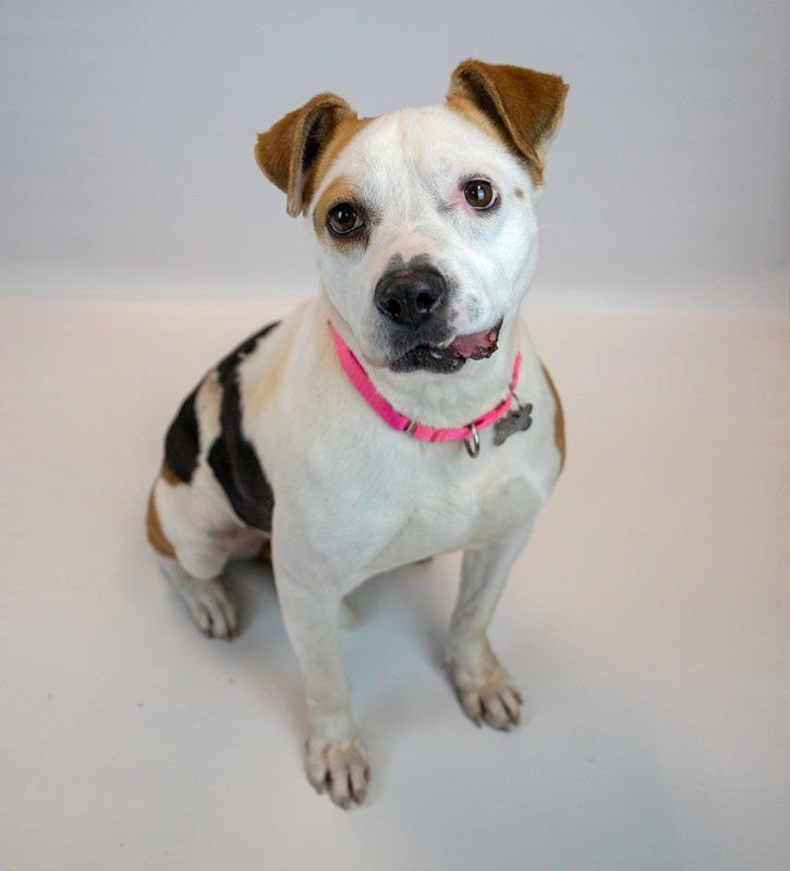 SCARLET - Bulldog / Hound available for adoption