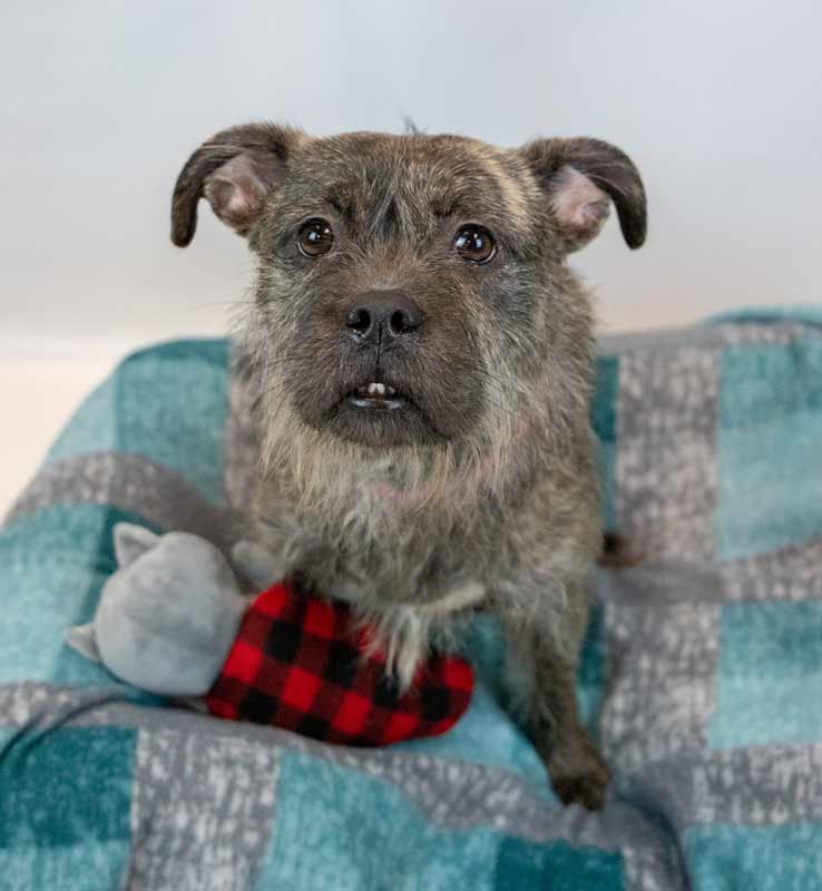 TATUM - Terrier available for adoption