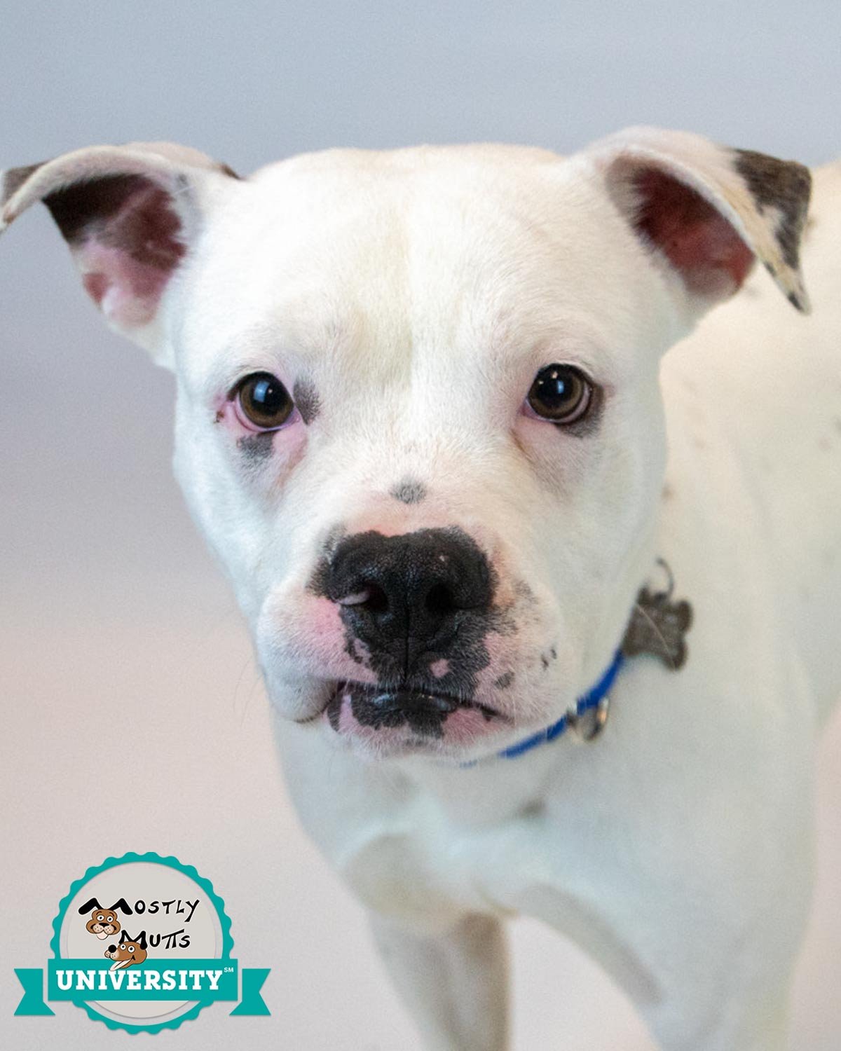 ZEPHYR - Bulldog available for adoption