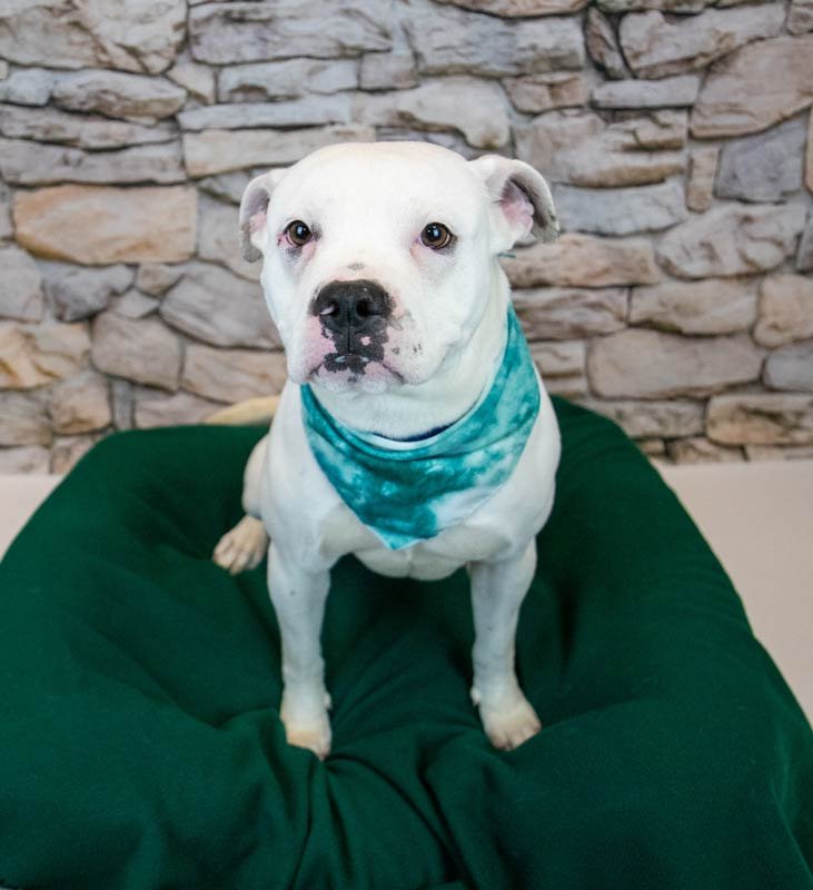 ZEPHYR - Bulldog available for adoption