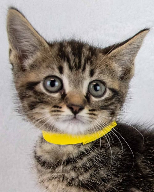 LEONARD - Domestic Short Hair / Tabby available for adoption