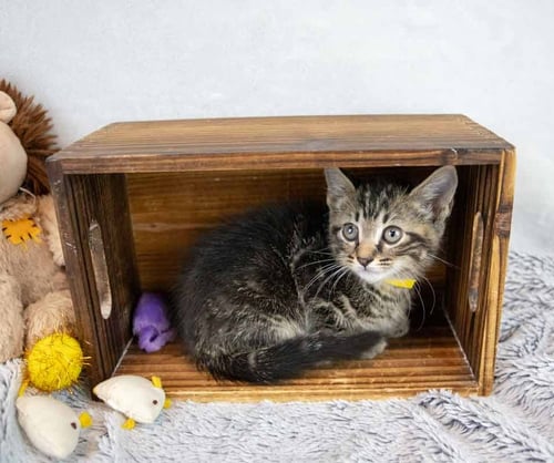LEONARD - Domestic Short Hair / Tabby available for adoption