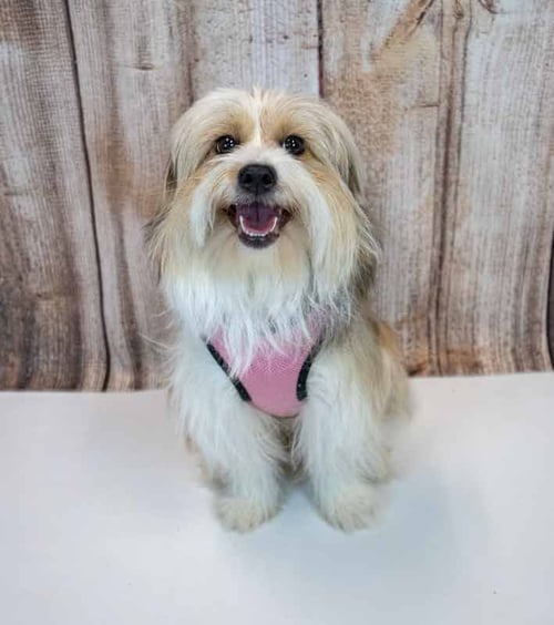 BUTTERCUP - Shetland Sheepdog Sheltie / Shih Tzu available for adoption
