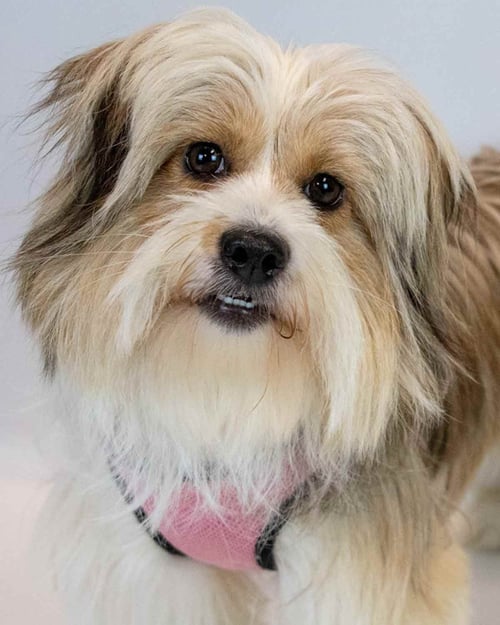 BUTTERCUP - Shetland Sheepdog Sheltie / Shih Tzu available for adoption