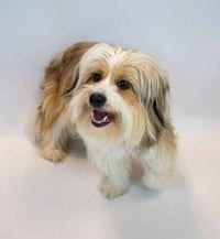 Buttercup - Photo 5