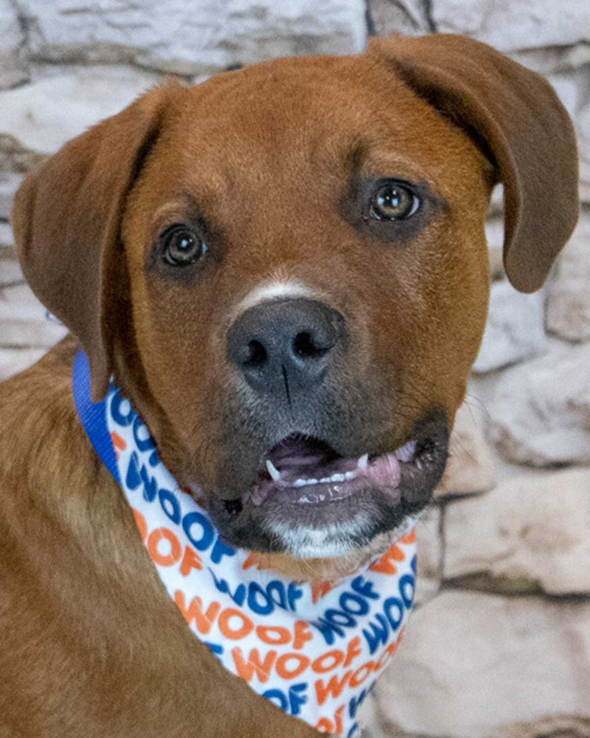 REDD - Mastiff / Saint Bernard available for adoption