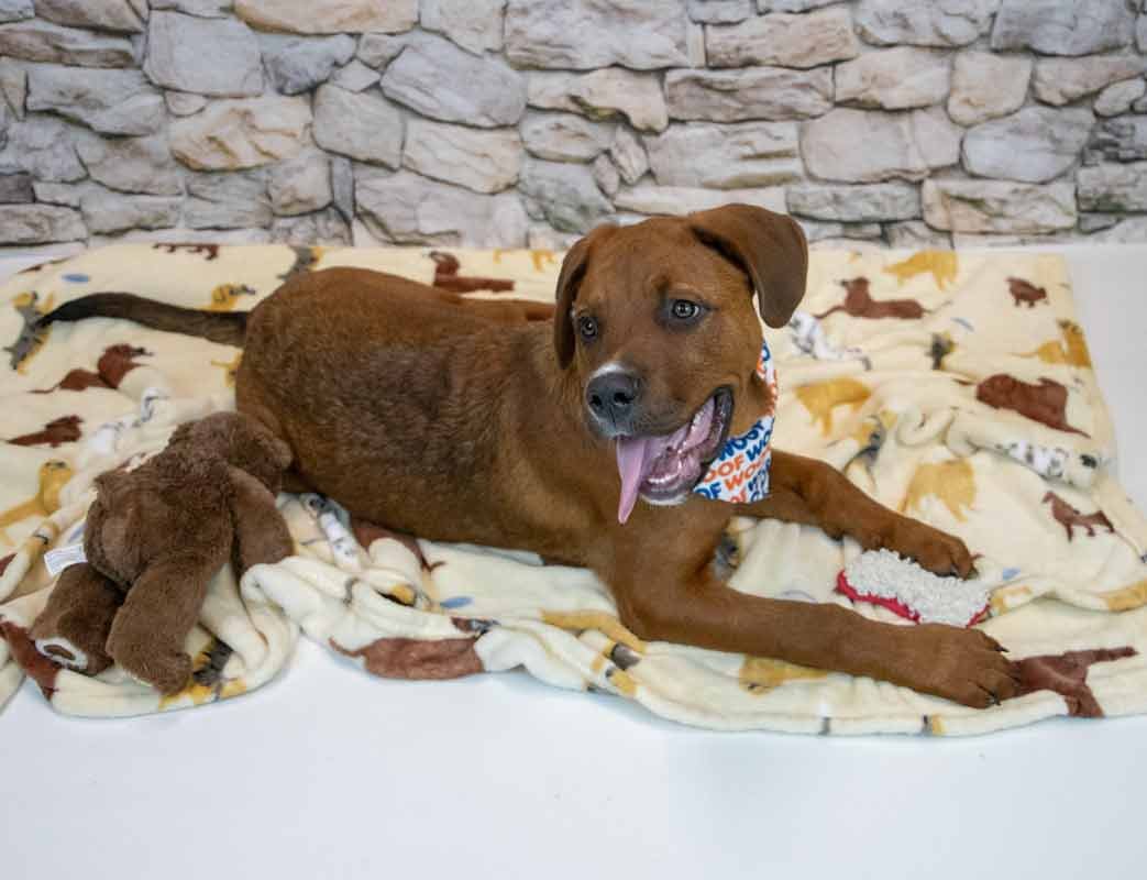REDD - Mastiff / Saint Bernard available for adoption