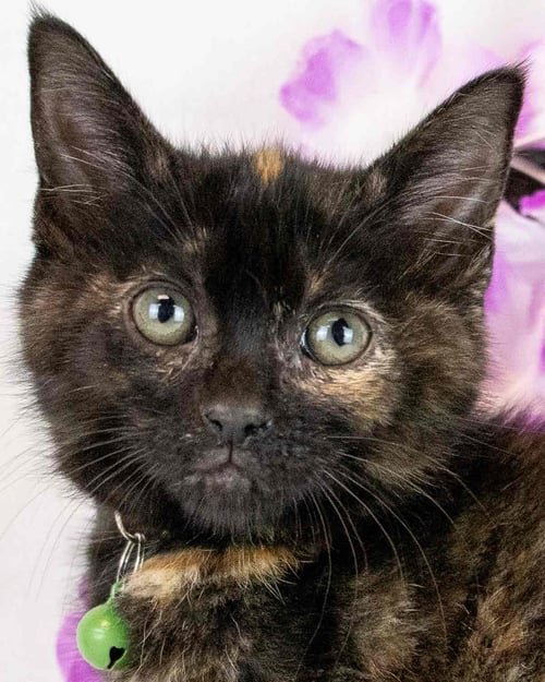 MADELYN - Domestic Short Hair / Tortoiseshell for adoption in Atlanta