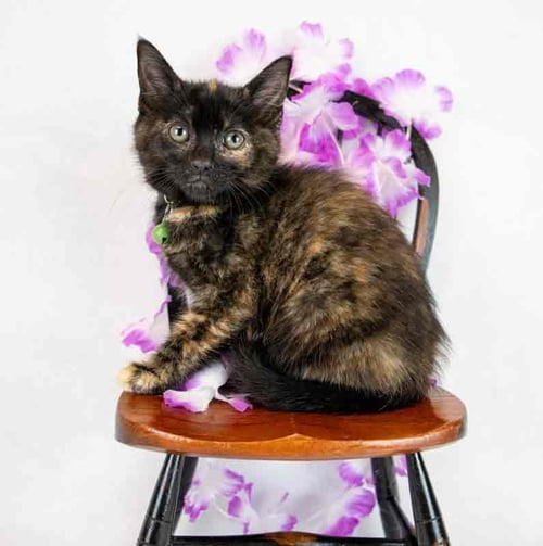 MADELYN - Domestic Short Hair / Tortoiseshell available for adoption