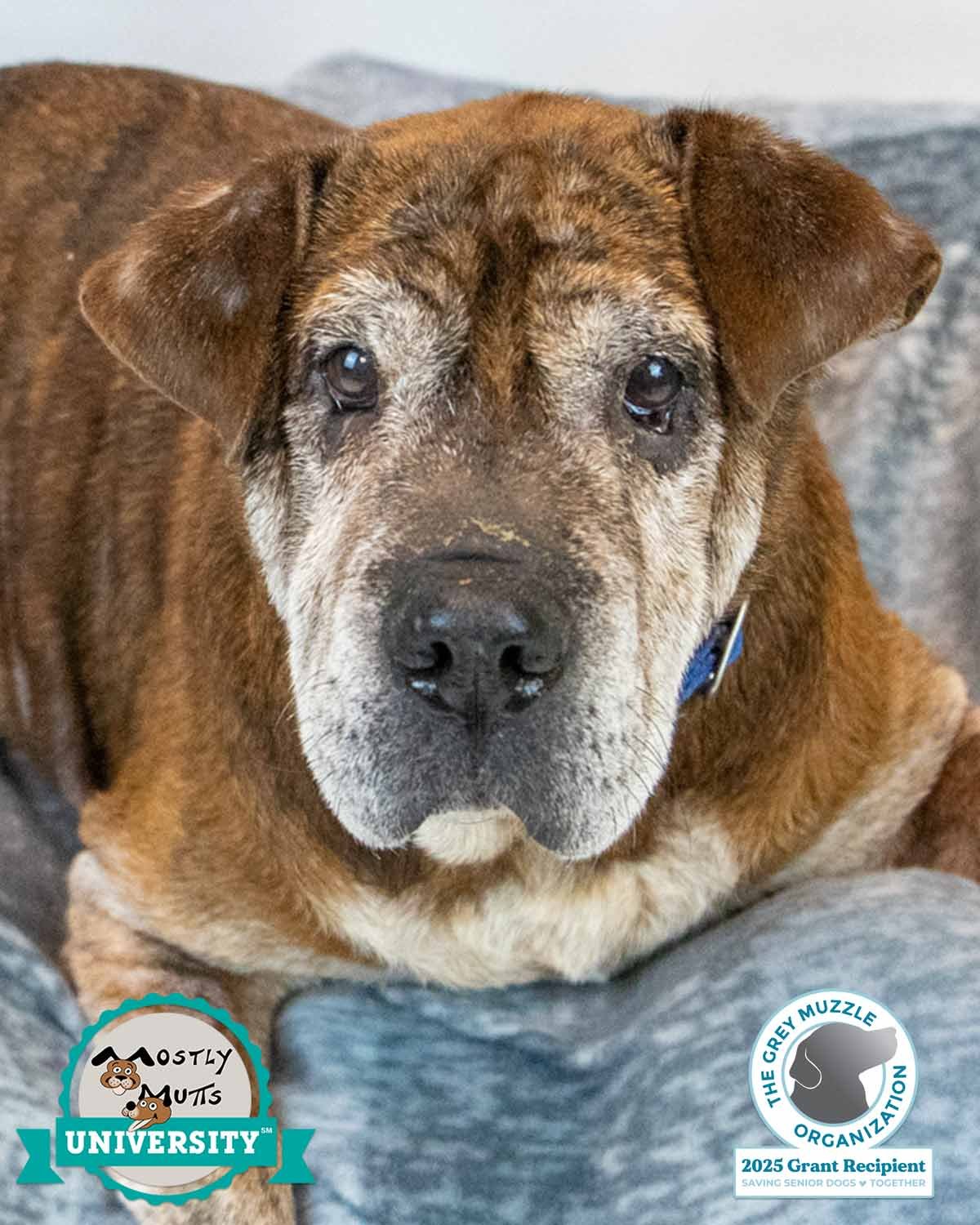 ROY - Bulldog / Shar Pei available for adoption