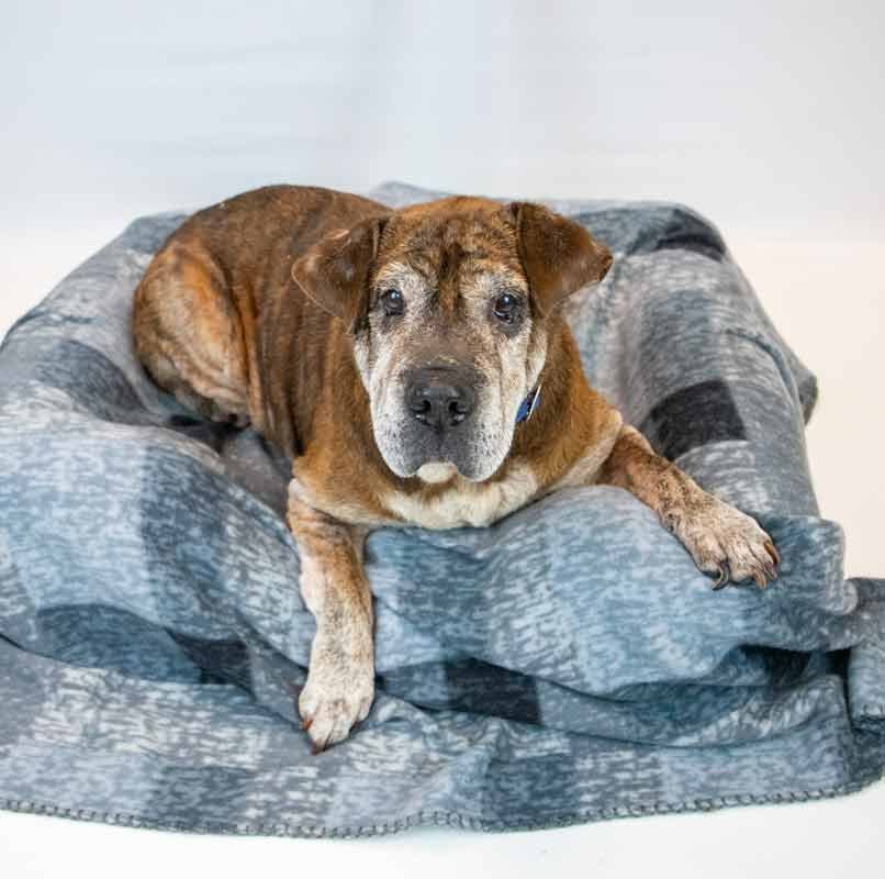 ROY - Bulldog / Shar Pei available for adoption