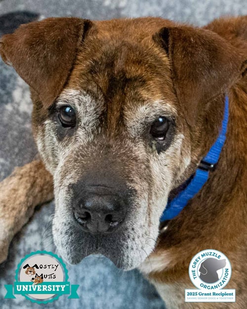 ROY - Bulldog / Shar Pei available for adoption
