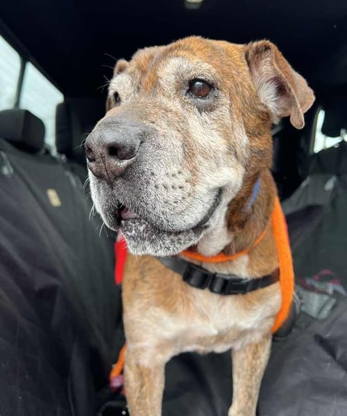 ROY - Bulldog / Shar Pei available for adoption