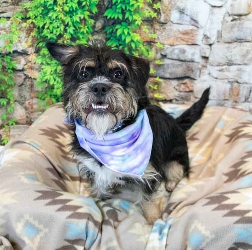 LINDEN - Terrier available for adoption