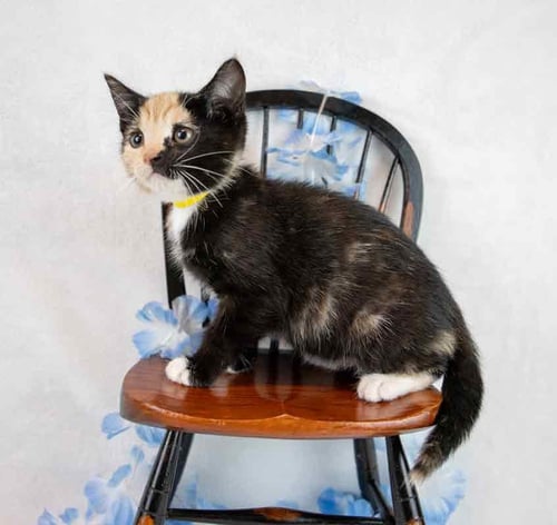SARAH - Domestic Short Hair / Calico available for adoption