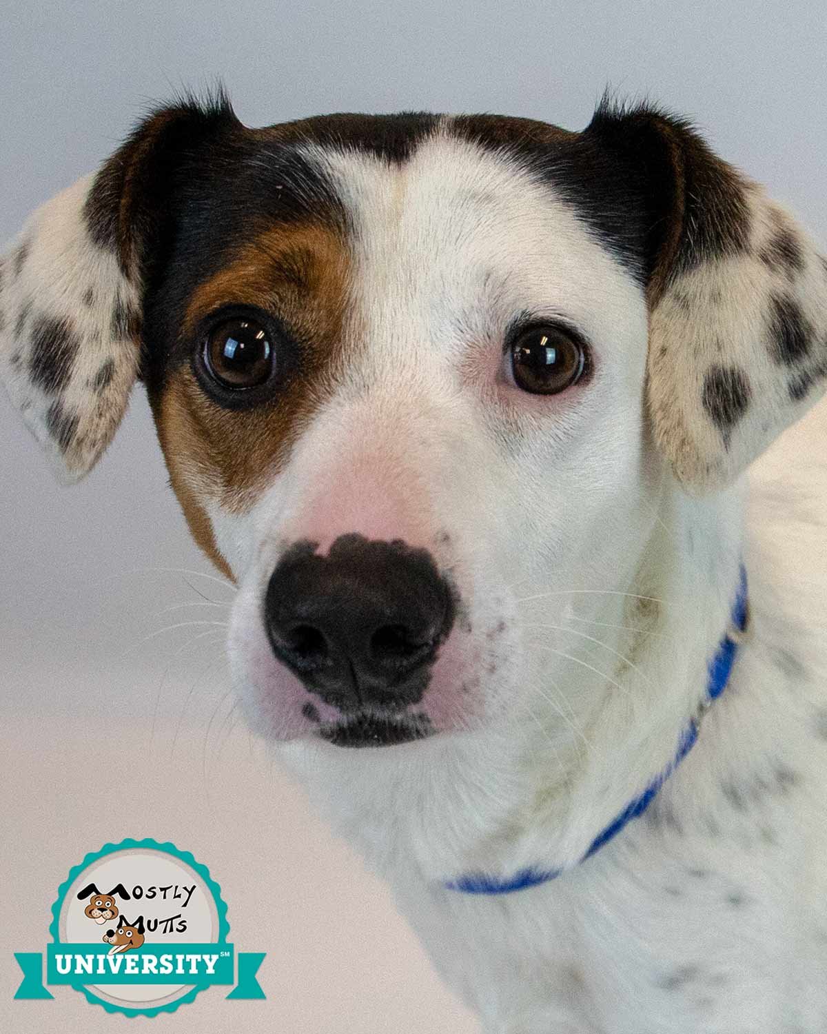 NYLES - Hound available for adoption