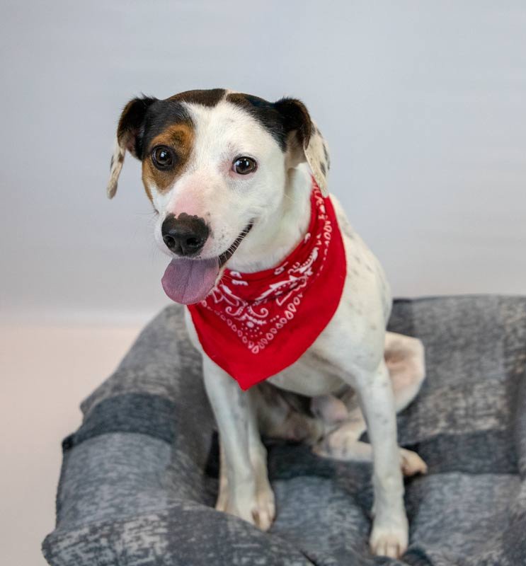 NYLES - Hound available for adoption