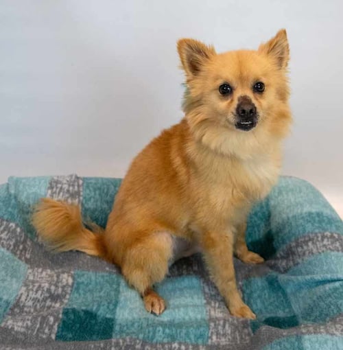 DARWIN - Pomeranian available for adoption