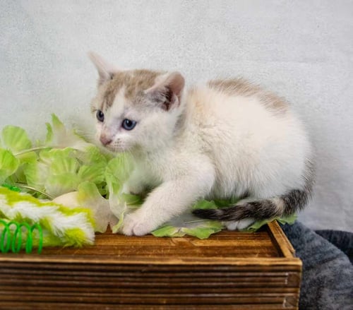 SPORTY - Domestic Short Hair / Calico available for adoption