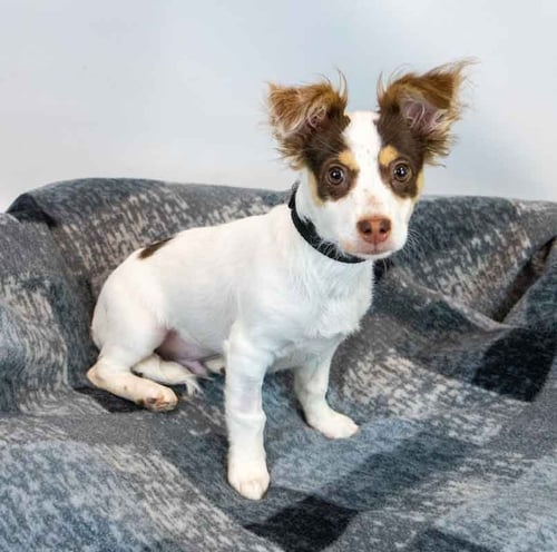 NATHAN - Papillon / Terrier available for adoption