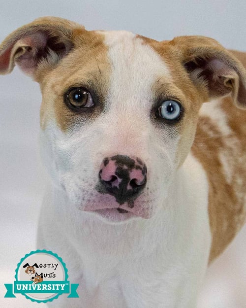 MYCHELLE - Terrier / Hound available for adoption