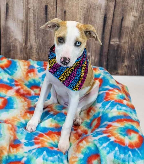 MYCHELLE - Terrier / Hound available for adoption