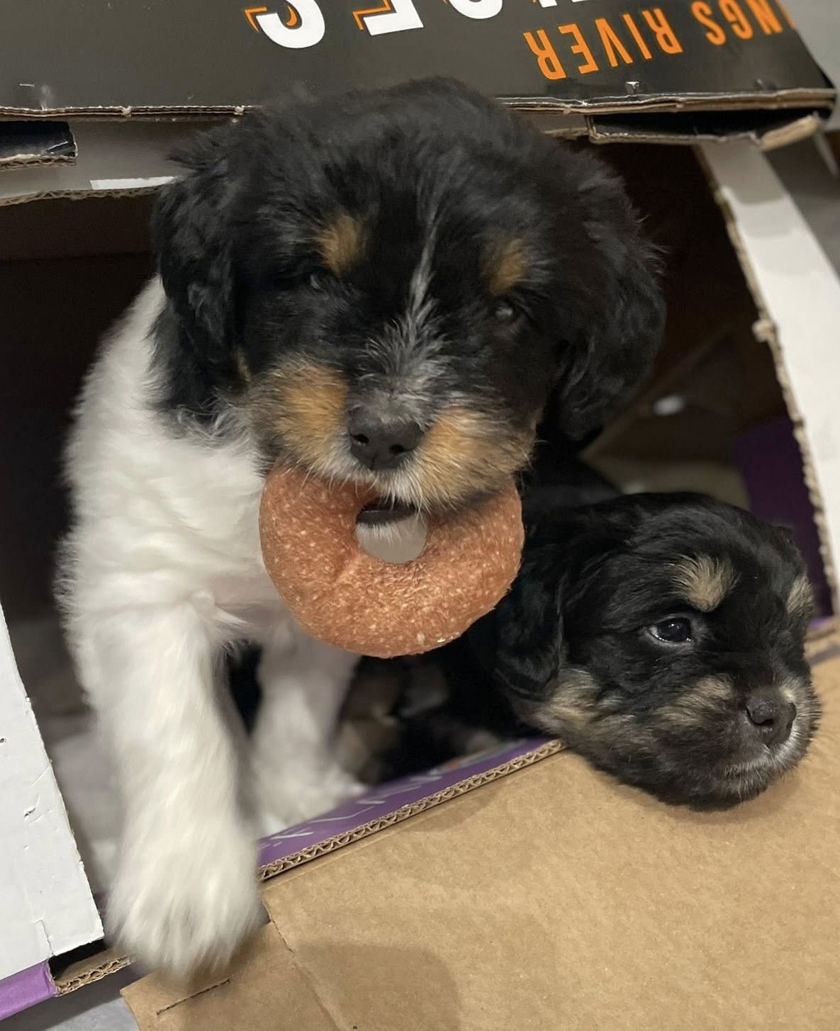 AMBROSIA - Terrier available for adoption