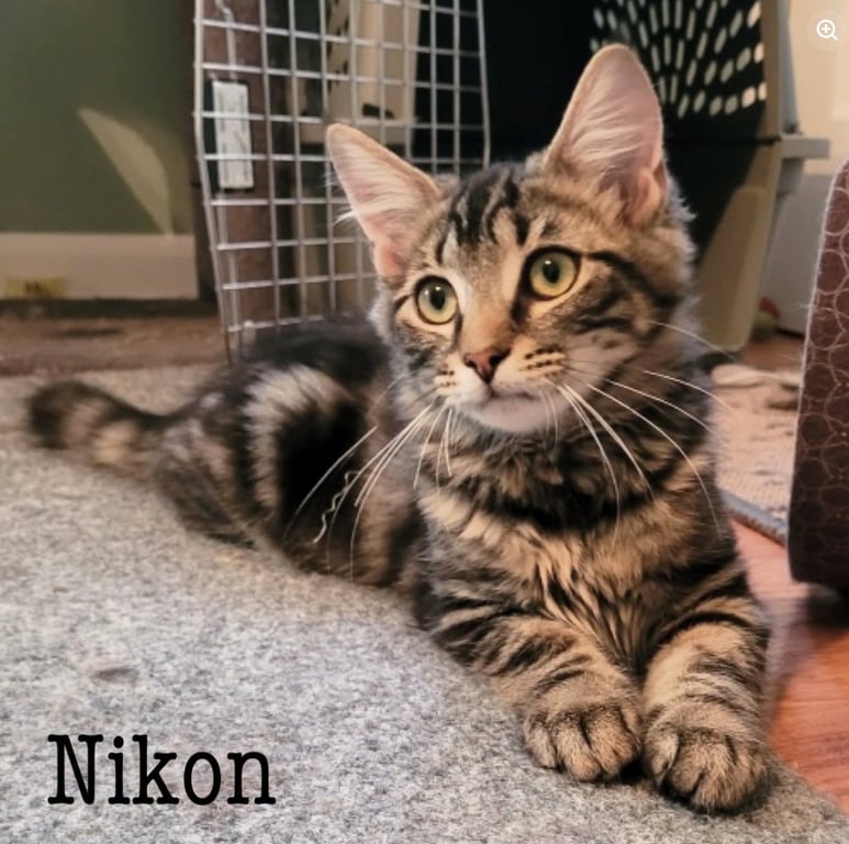 Nikon Image