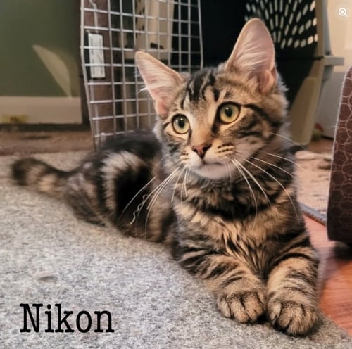 NIKON