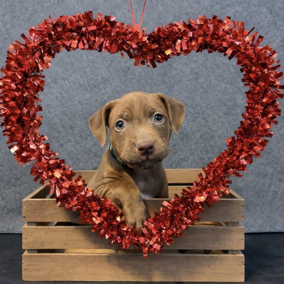 WILDER - Pit Bull Terrier available for adoption