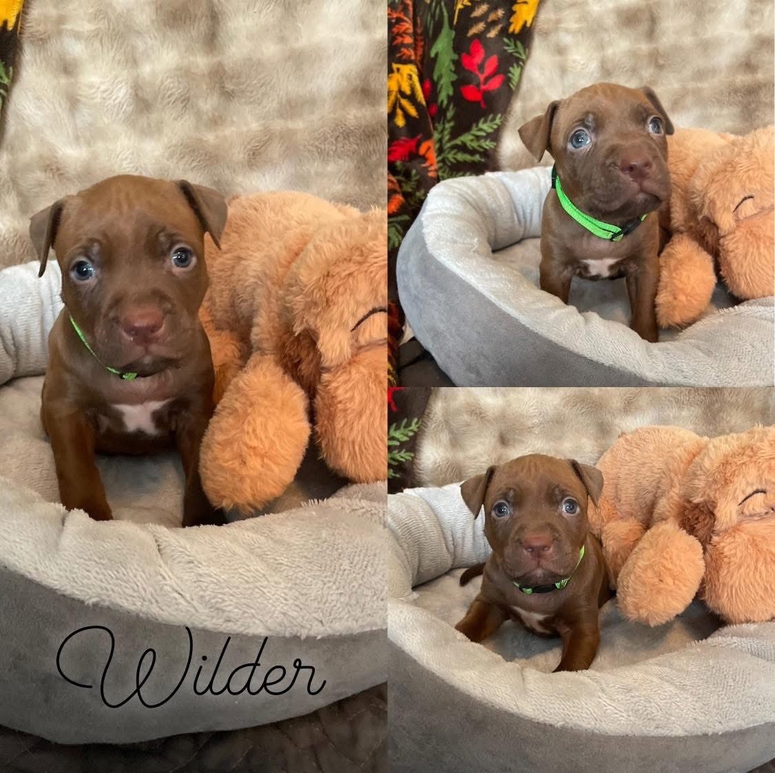 WILDER - Pit Bull Terrier available for adoption