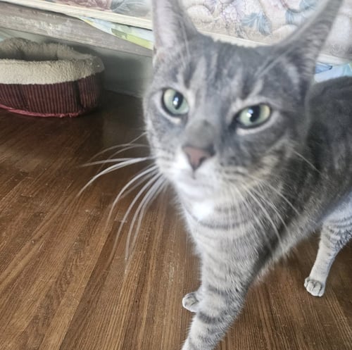 CHIPPY AND P. WILLOW - Domestic Short Hair available for adoption