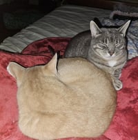 Chippy and P. Willow - Photo 4