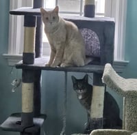 Chippy and P. Willow - Photo 1