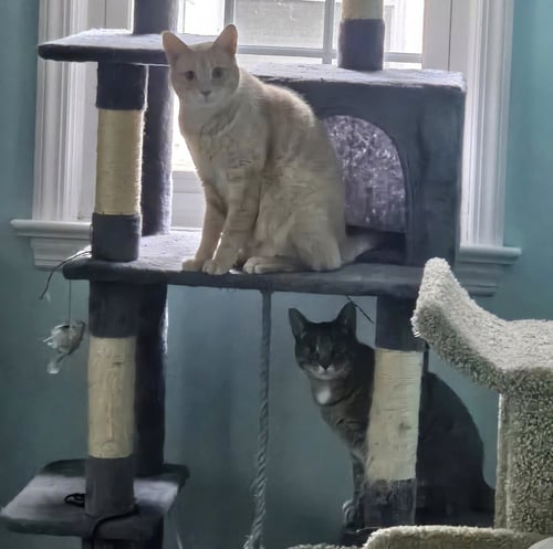 CHIPPY AND P. WILLOW - Domestic Short Hair available for adoption