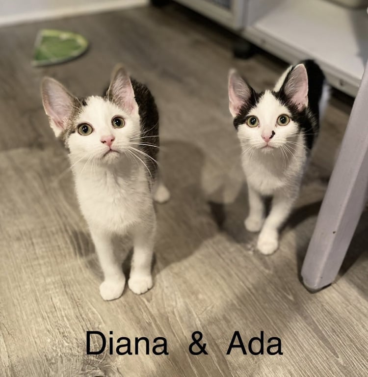 Ada Image