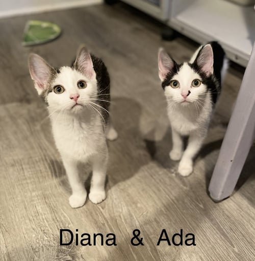 ADA - Domestic Short Hair available for adoption