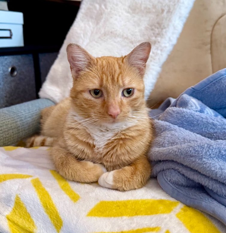 FROSTY - Domestic Short Hair available for adoption