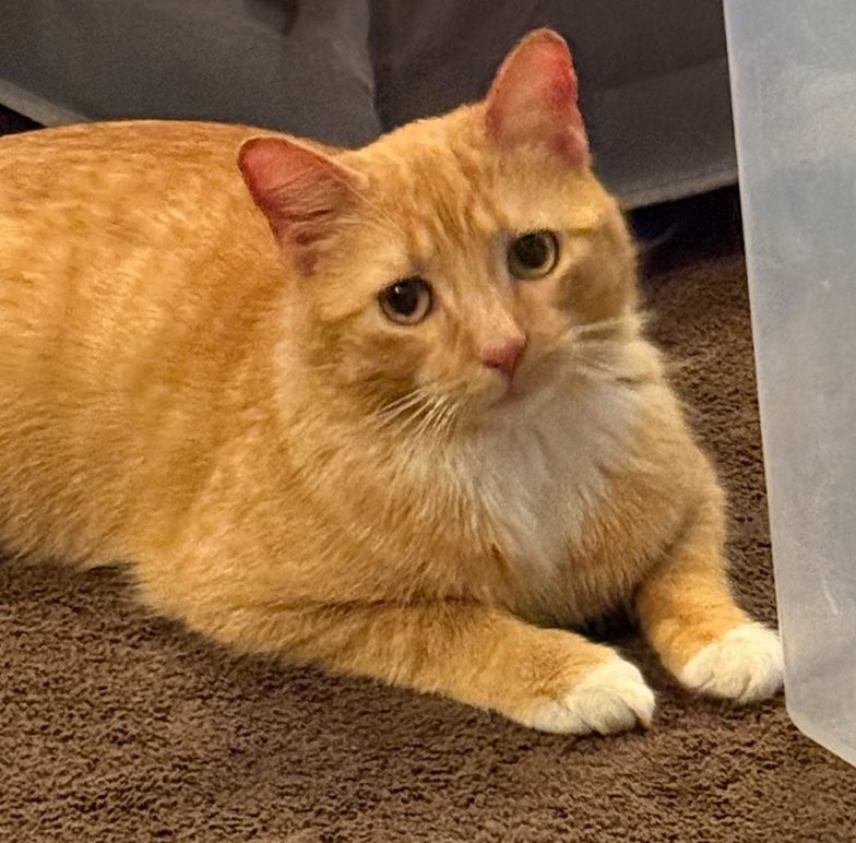 FROSTY - Domestic Short Hair available for adoption