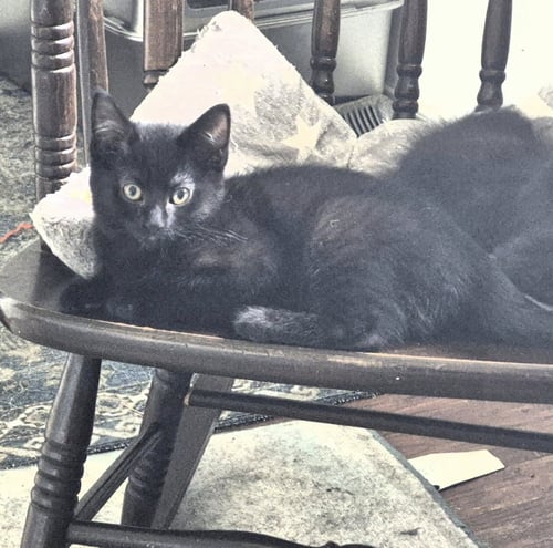 INDEE - Domestic Short Hair available for adoption