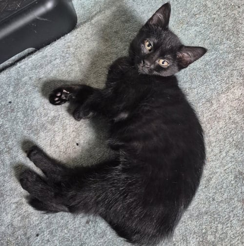 INDEE - Domestic Short Hair available for adoption