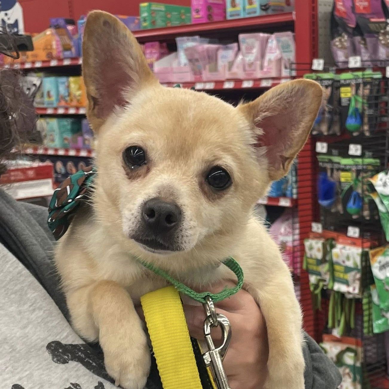 NOODLE - Chihuahua available for adoption