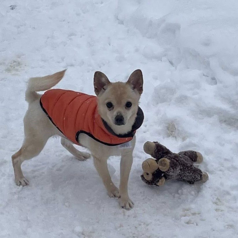 NOODLE - Chihuahua available for adoption