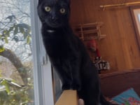 PeeWee - Photo 3