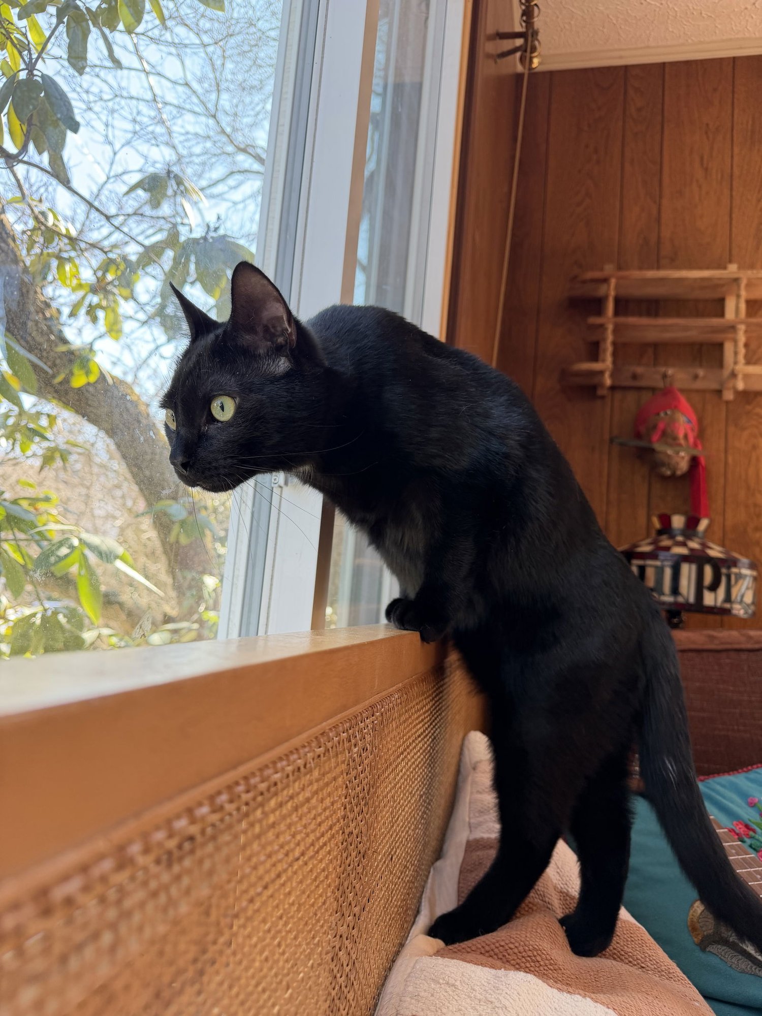 PEEWEE - Domestic Short Hair available for adoption