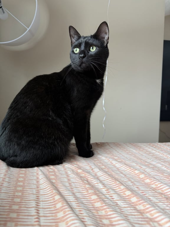 PeeWee Image