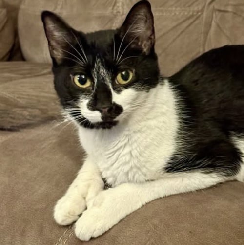 MITTS - Domestic Short Hair available for adoption