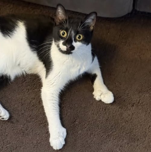 MITTS - Domestic Short Hair available for adoption