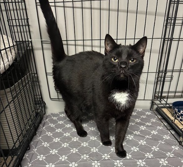 SYDNEY - Domestic Short Hair available for adoption