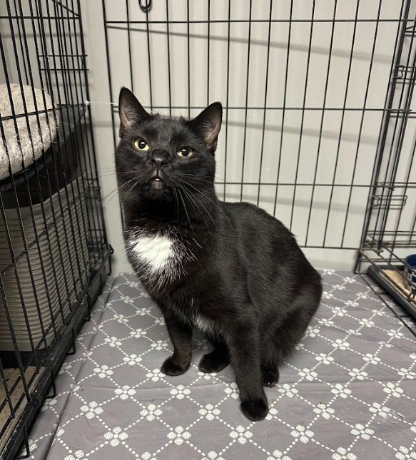 SYDNEY - Domestic Short Hair available for adoption